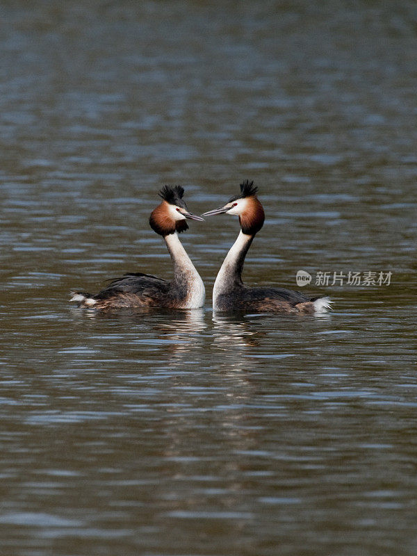 向大冠毛鸊鷉求爱(Podiceps Cristatus)